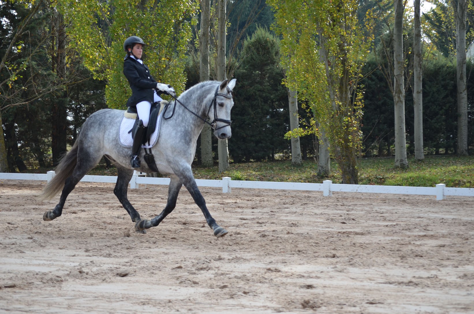 Resultados Finales Campeonato Navarro de Doma Clásica 2015